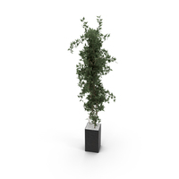 Plant PNG & PSD Images