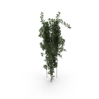 Bush PNG & PSD Images
