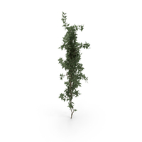 Plant PNG & PSD Images