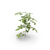Tomato PNG & PSD Images