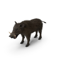 Southern Warthog Base Pose Fur PNG & PSD Images