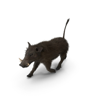 African Boar Walking Pose Fur PNG & PSD Images