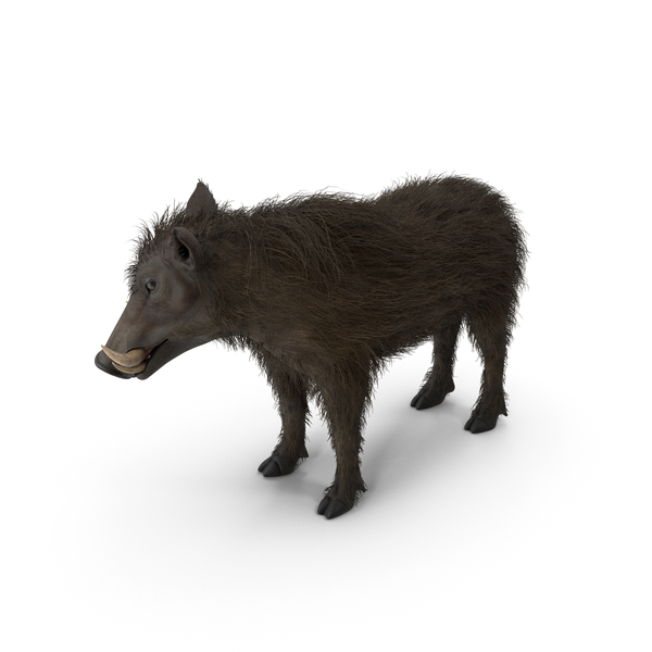 South African Wild Boar Standing Pose Fur PNG & PSD Images