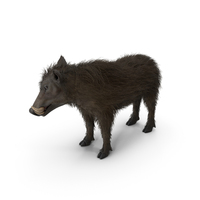 South African Wild Boar Standing Pose Fur PNG & PSD Images