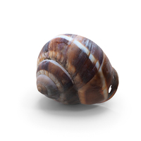 Empty Shell Snail PNG & PSD Images
