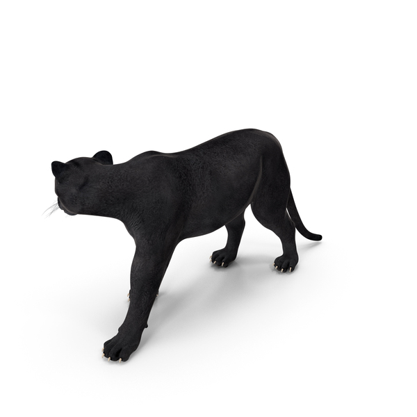 Black Panther Walking Pose PNG & PSD Images
