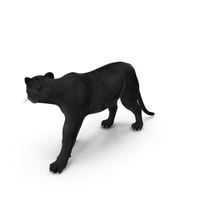 Black Panther Walking Pose PNG & PSD Images