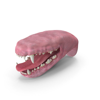 Dog Jaw Anatomic PNG & PSD Images
