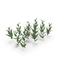 Seedling PNG & PSD Images