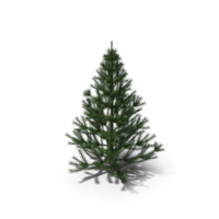 Conifer Tree 150cm PNG & PSD Images
