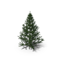 Conifer Tree Paper PNG & PSD Images