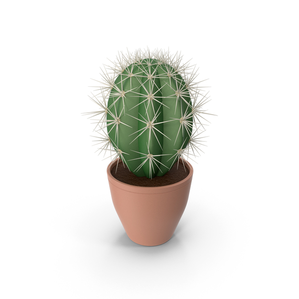 Cactus Pot PNG & PSD Images
