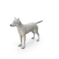 Canis Lupus Arctos PNG & PSD Images