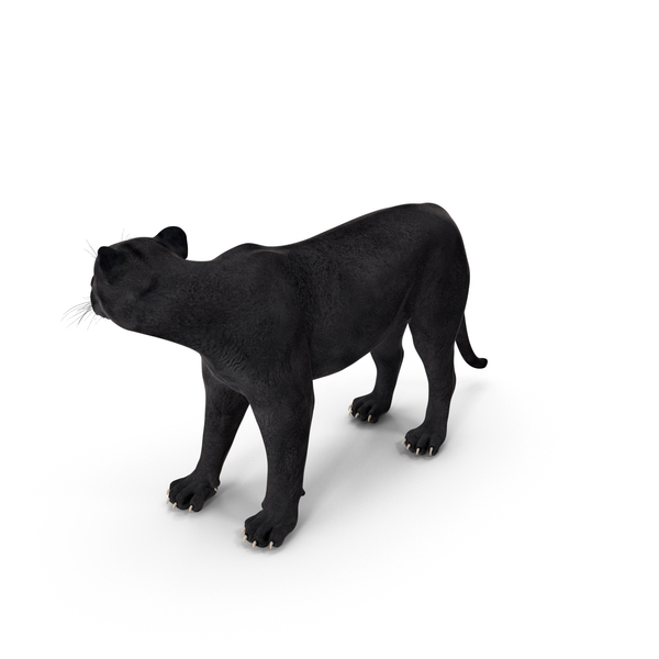 Black Panther Stand Pose PNG & PSD Images