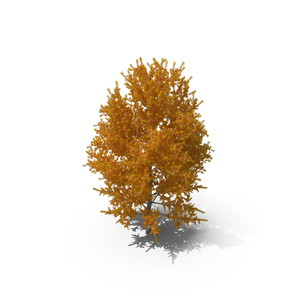 Autumn Yellow Poplar Tree PNG & PSD Images
