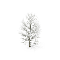 Bare Poplar Winter Tree PNG & PSD Images