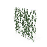 Ivy Wall PNG & PSD Images