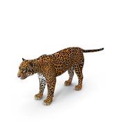 Jaguar PNG & PSD Images