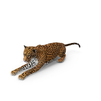 Jaguar Lying Down PNG & PSD Images