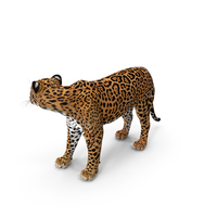 Jaguar Stand Pose PNG & PSD Images