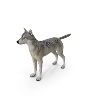 Timber Wolf PNG & PSD Images