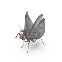 Praying Mantis Insect Fur PNG & PSD Images