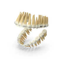 Dentition With Transparent Dental Braces PNG & PSD Images