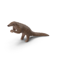 Pangolin In Standing Pose PNG & PSD Images