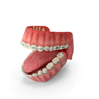 Human Mouth With Transparent Dental Braces PNG & PSD Images