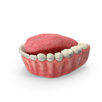 Human Lower Jaw and Tongue With Transparent Dental Braces PNG & PSD Images