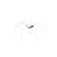 Pholcus Phalangioides PNG & PSD Images