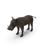 Warthog Basic Pose PNG & PSD Images