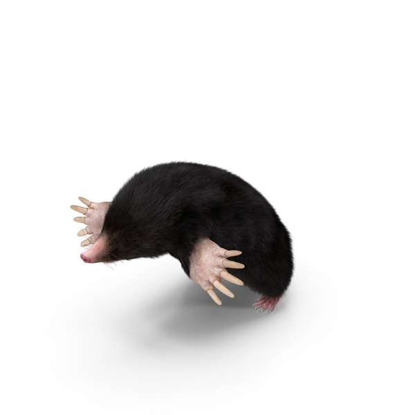 Burrowing Mole Fur PNG & PSD Images