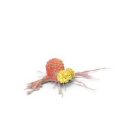 Human Cancer Cell With 2 Lymphocyte PNG & PSD Images