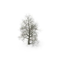 Bare Poplar Winter Tree PNG & PSD Images