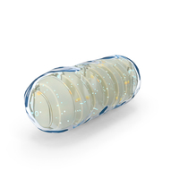 Mitochondrial Cell PNG & PSD Images