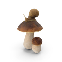 Snail Crawls on a Mushroom PNG & PSD Images