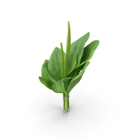 Broadleaf Plantain Herb Plant PNG & PSD Images