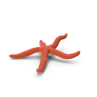 Echinaster Sepositus Crawling Pose PNG & PSD Images