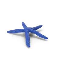 Linckia Laevigata Lying Pose PNG & PSD Images