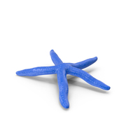 Lying Blue Starfish PNG & PSD Images