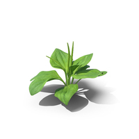 Broadleaf Plantain Plant PNG & PSD Images