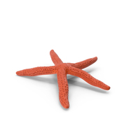 Red Starfish Lying Pose PNG & PSD Images