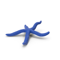 Sea Starfish Crawling Pose PNG & PSD Images
