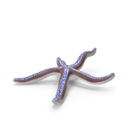 Tan Starfish Crawling Pose PNG & PSD Images