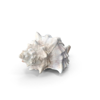 Sea shell PNG & PSD Images