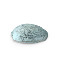 Sea Shell PNG & PSD Images