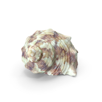 Sea Shell PNG & PSD Images