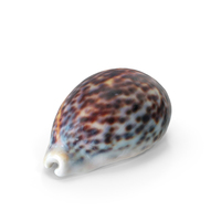 Sea Shell PNG & PSD Images