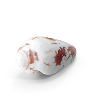 Seashell PNG & PSD Images